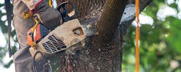 Bonny Doon, CA Tree Care Services Company