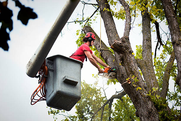 Best Hazardous Tree Removal  in Bonny Doon, CA