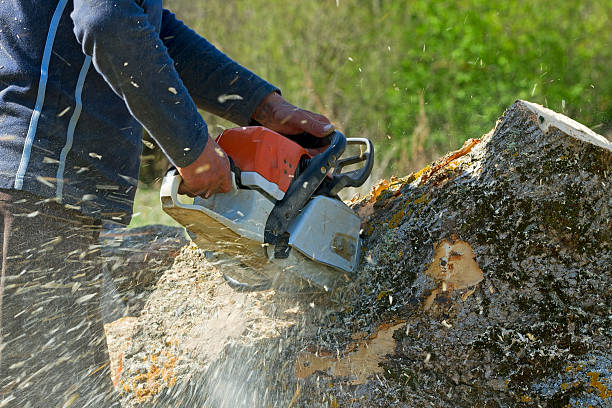 Best Tree Disease Treatment  in Bonny Doon, CA